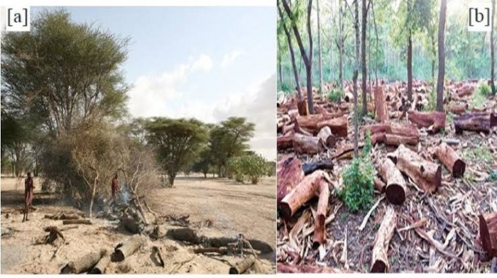Report reveals Nigeria's massive deforestation: Equivalent to losing Lagos, Enugu, and FCT