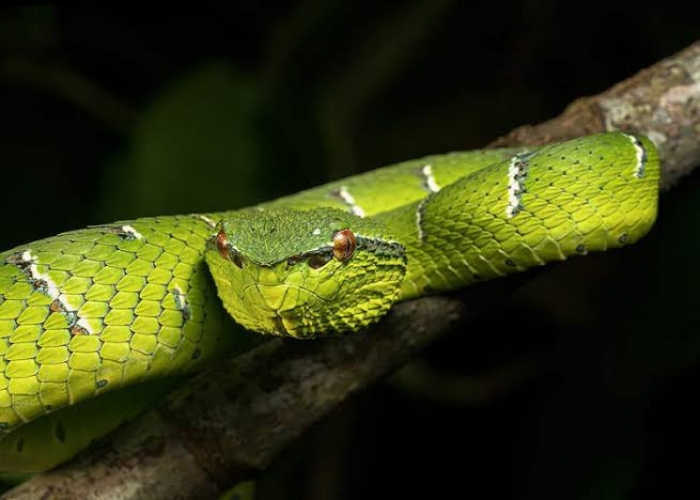 Traditional healer treats the sick with snake bites